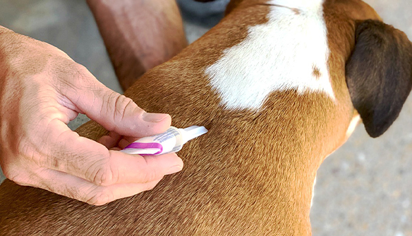 Dog tick control