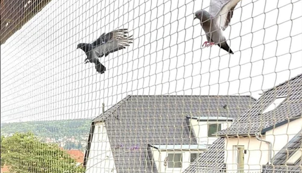 Bird netting services