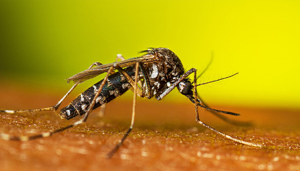 Mosquito control
