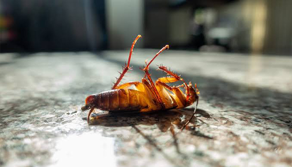 Cockroach pest control