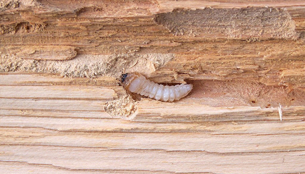 Wood borer control